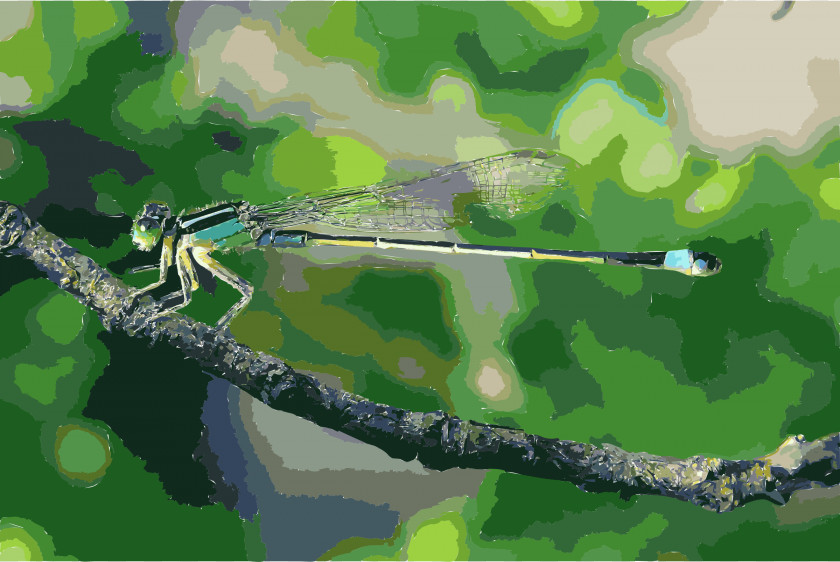 Dragonfly Damselfly Insect Wing Banded Demoiselle PNG