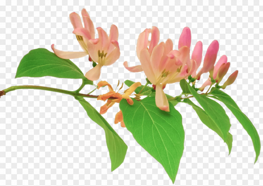 Honeysuckle Family Botany Pink Flower Cartoon PNG
