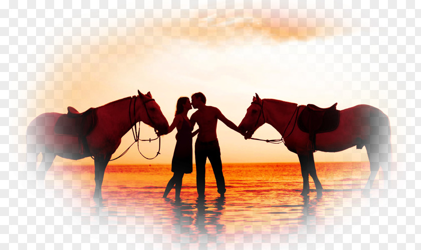 Kiss Romance American Quarter Horse Love Couple PNG