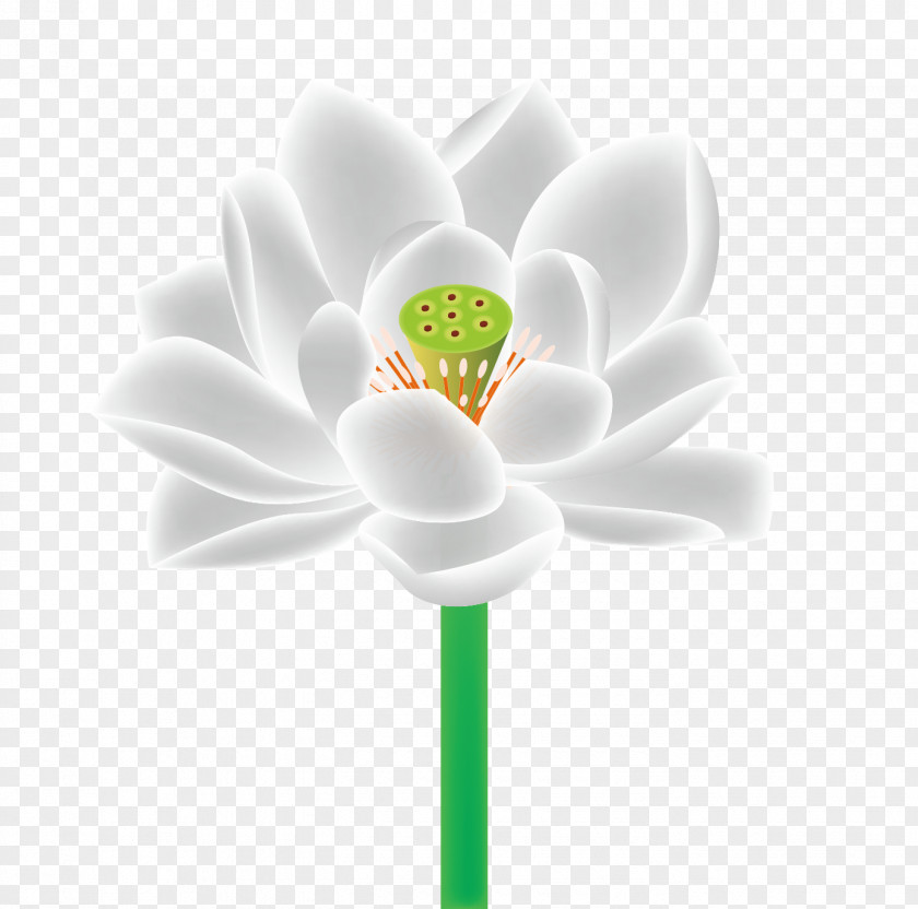 Vector White Lotus Petal Close-up Flowering Plant Computer Wallpaper PNG