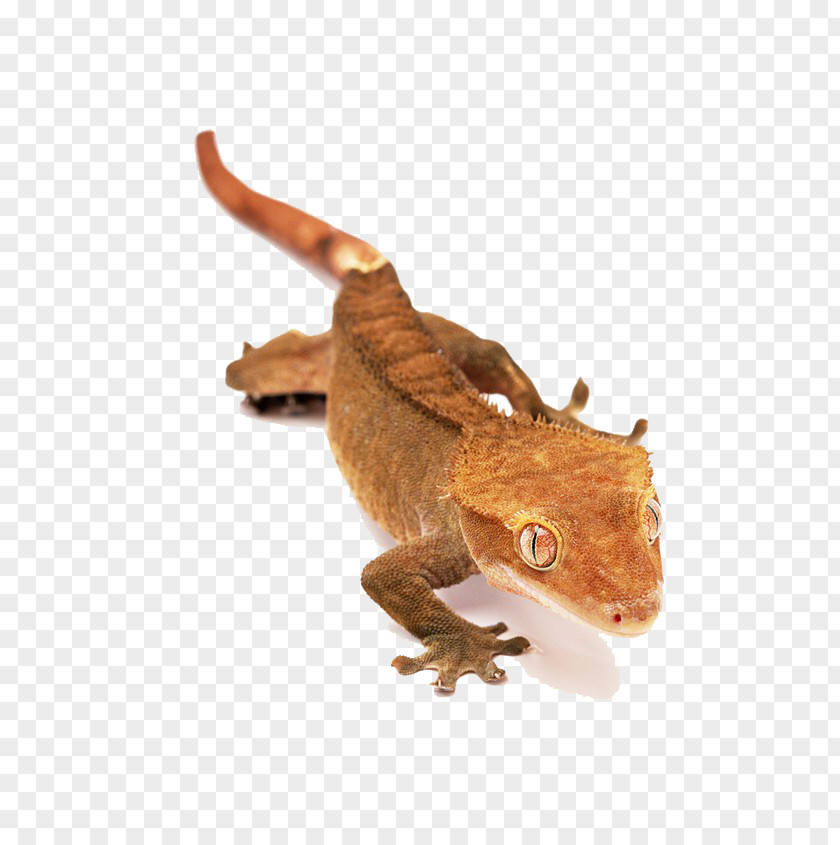 Yellow Chameleon Animals Lizard Reptile Crested Gecko Snake PNG