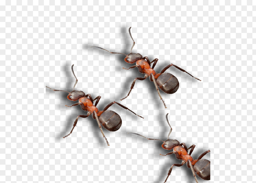Black Ant Pest Control Spider North Dallas PNG