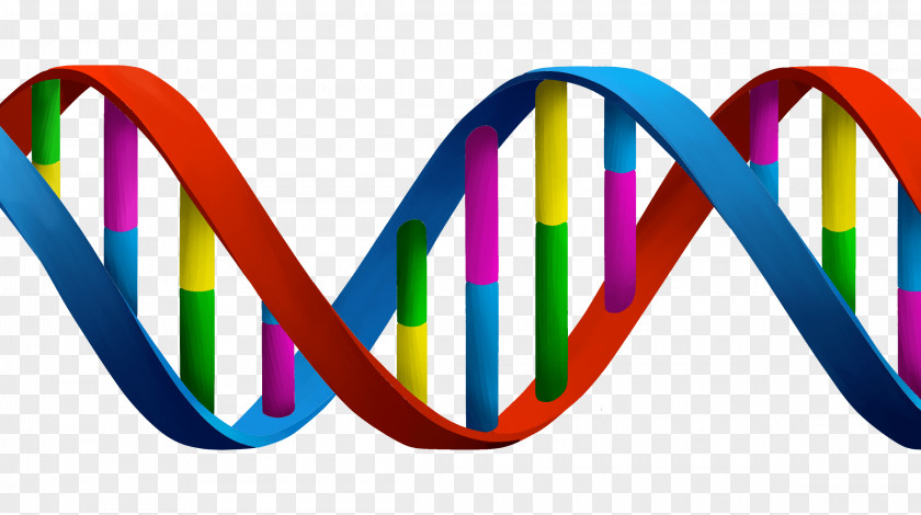 DNA And RNA Cell Genetics Clip Art PNG