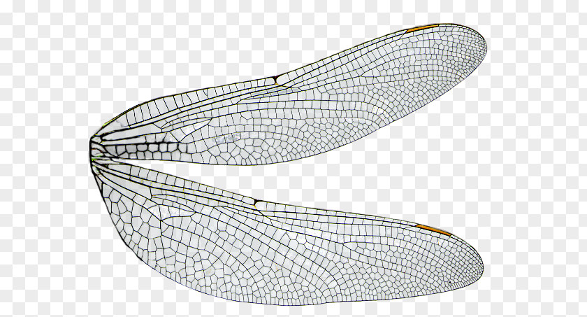 Dragonfly Insect Wing PNG