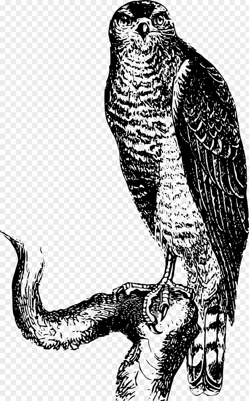 Hawk Bird Of Prey Falcon Clip Art PNG