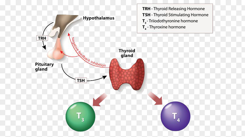 Pituitary Gland Thyroid Hormones Triiodothyronine Thyroxine Thyroid-stimulating Hormone PNG