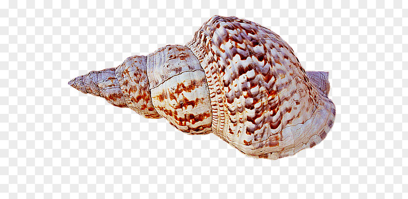 Seashell Caracola Conch PNG