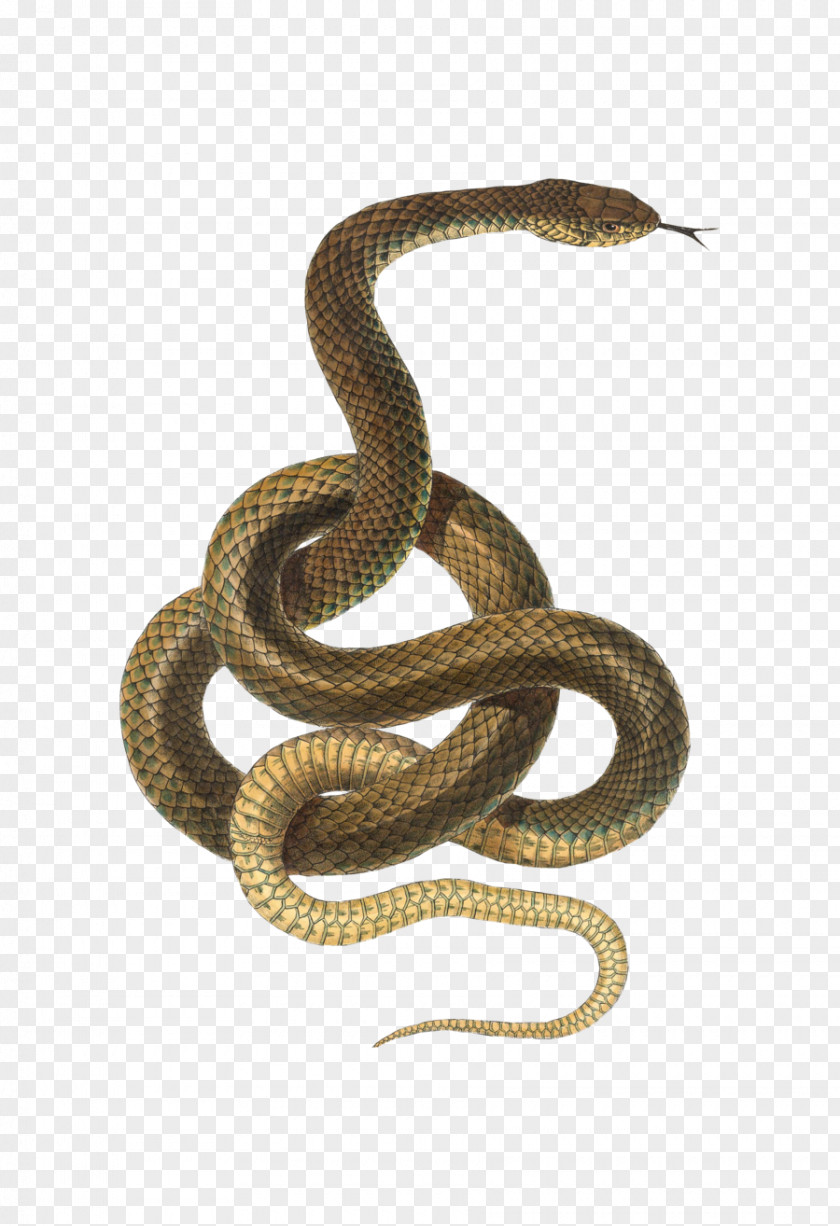 Snake Reptile Desktop Wallpaper PNG