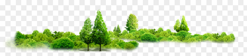 Vision Tree Grass Group House Download PNG