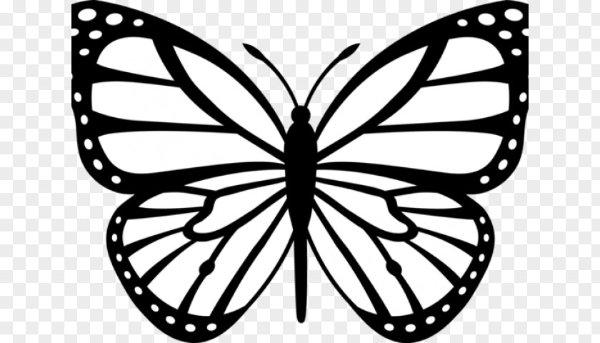 Butterfly Drawings Monarch Black And White Drawing Clip Art PNG