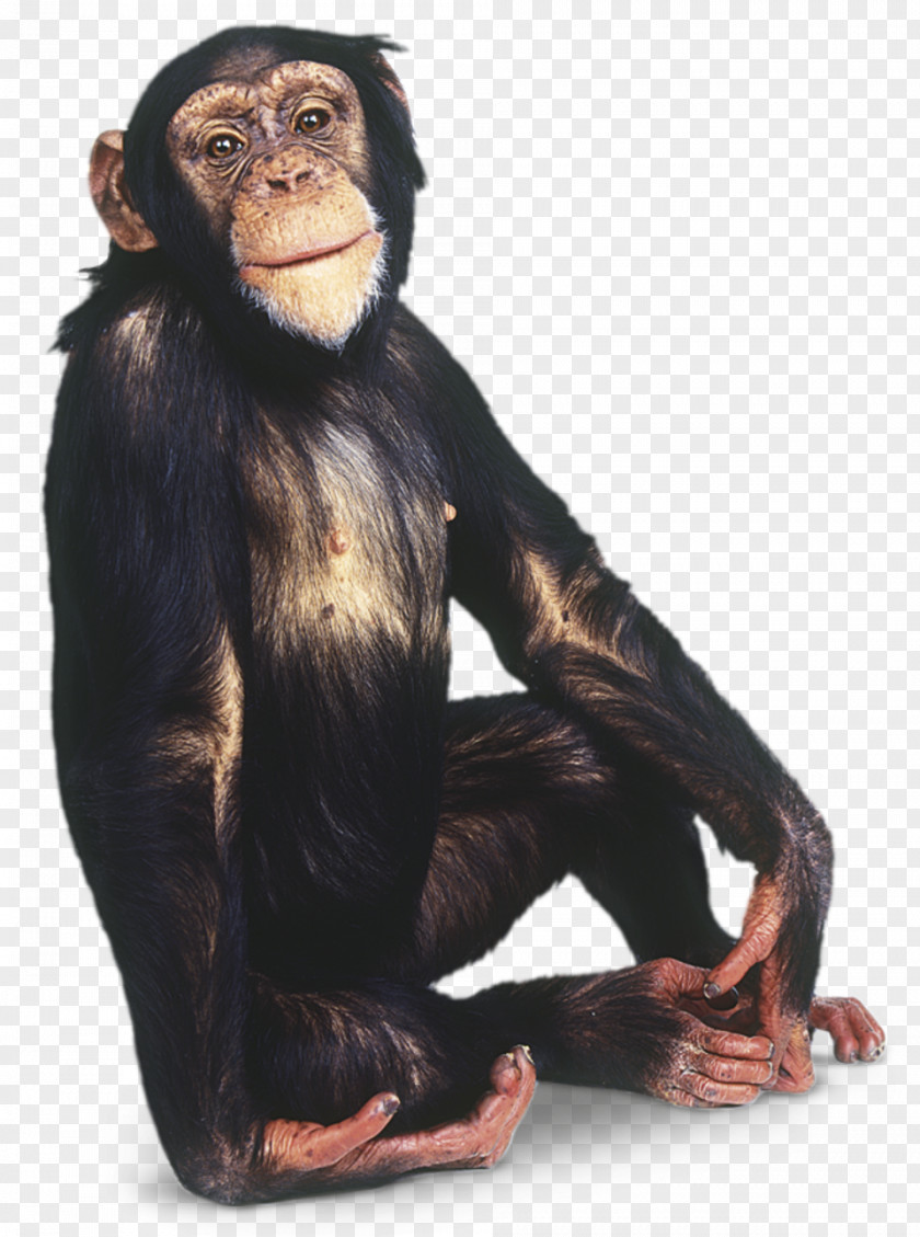 Chimpanzee Gorilla Common Primate Orangutan Gibbon PNG