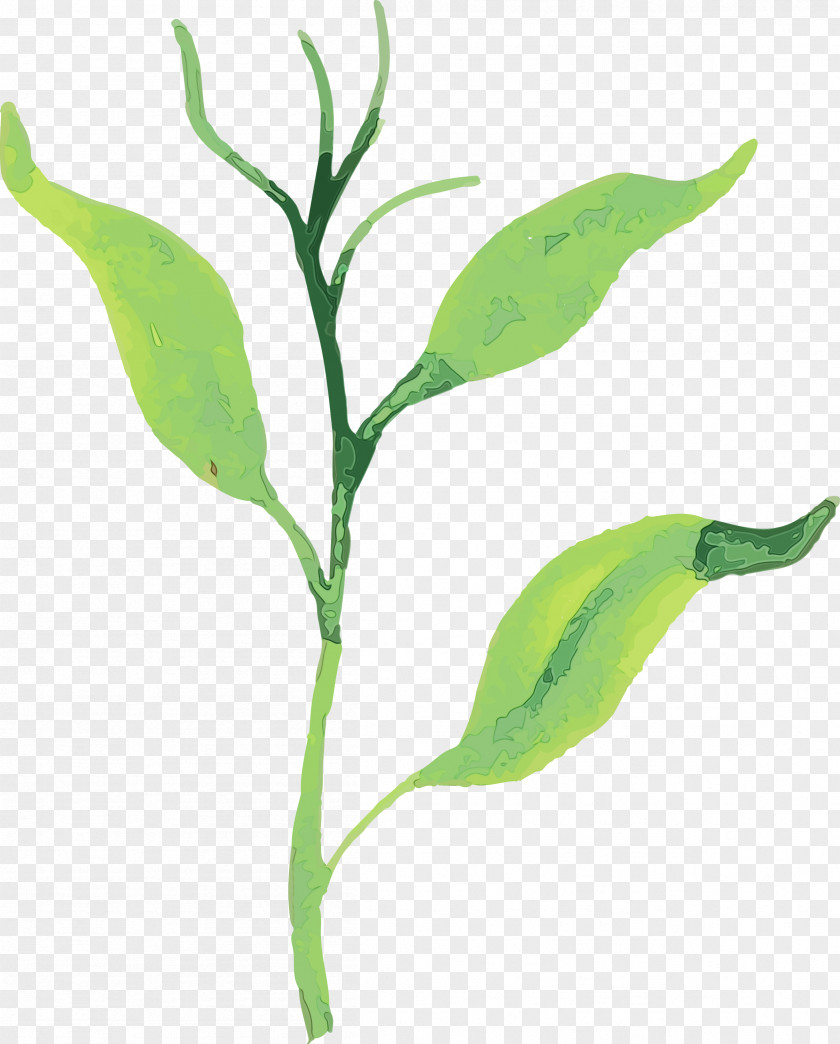 Leaf Plant Stem Plants Science Biology PNG