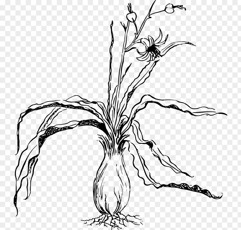 Plant Perennial Sarracenia Purpurea Clip Art PNG