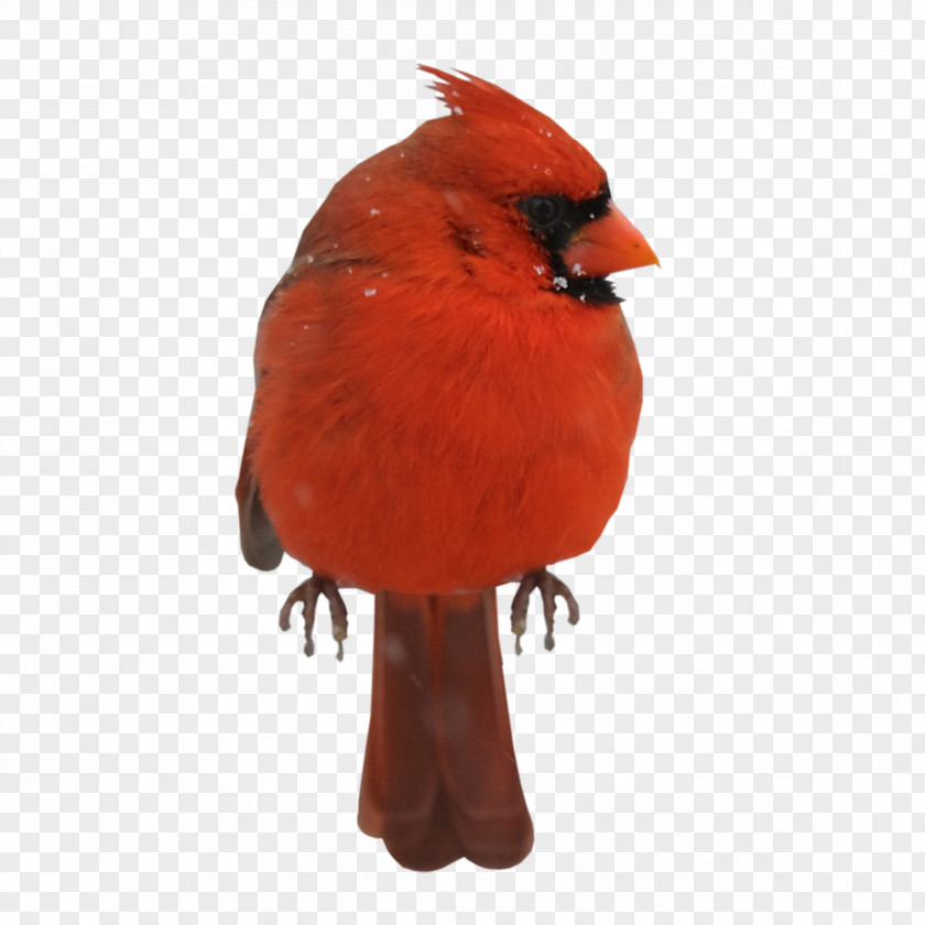Red Birds Bird Domestic Pigeon Cygnini Clip Art PNG