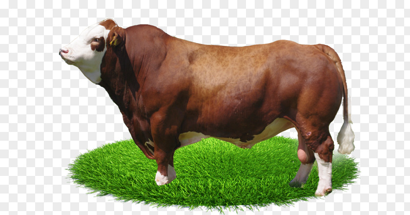 Bull Fleckvieh Simmental Cattle Calf Norwegian Red PNG