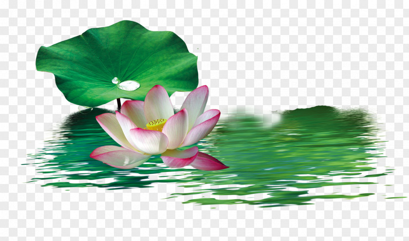 Chinese Style Green Lotus Nelumbo Nucifera Wallpaper PNG