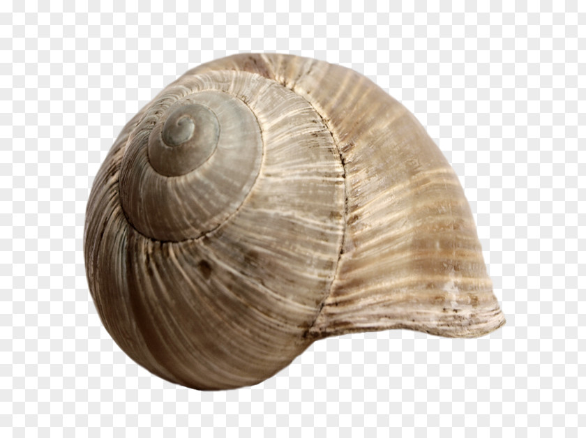 Conch Creative Seashell Snail Gastropod Shell Mollusc PNG