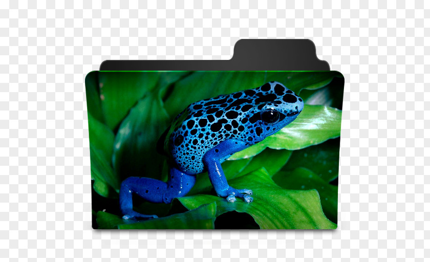 Frog Simple True Poison Dart High-definition Television Desktop Wallpaper PNG