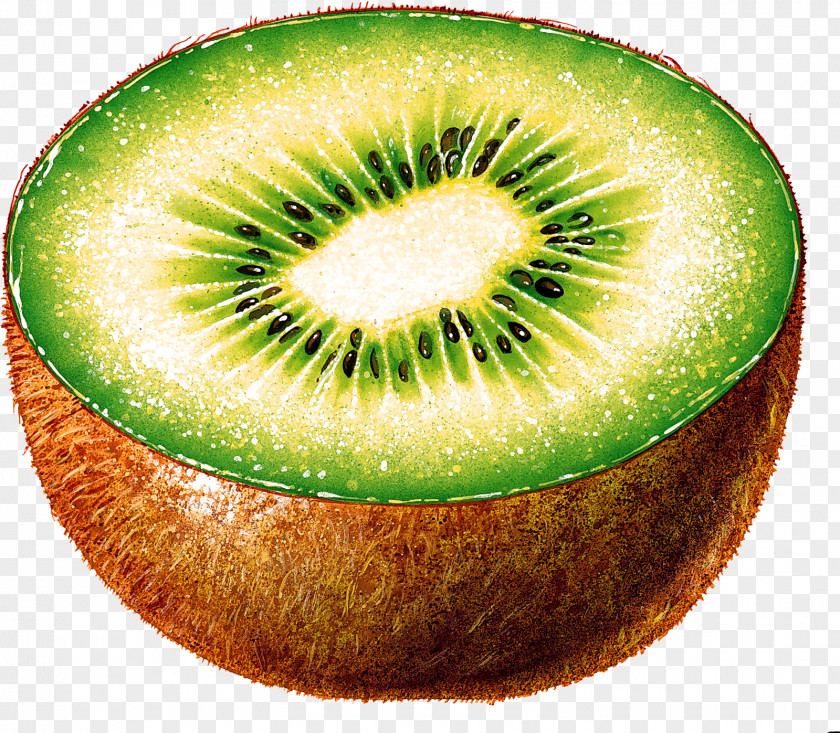 Kiwi Image, Free Fruit Pictures Download New Zealand Kiwifruit Color PNG