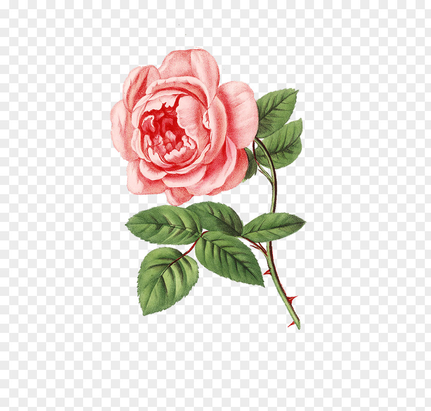 Perfume Garden Roses Cabbage Rose Spring PNG