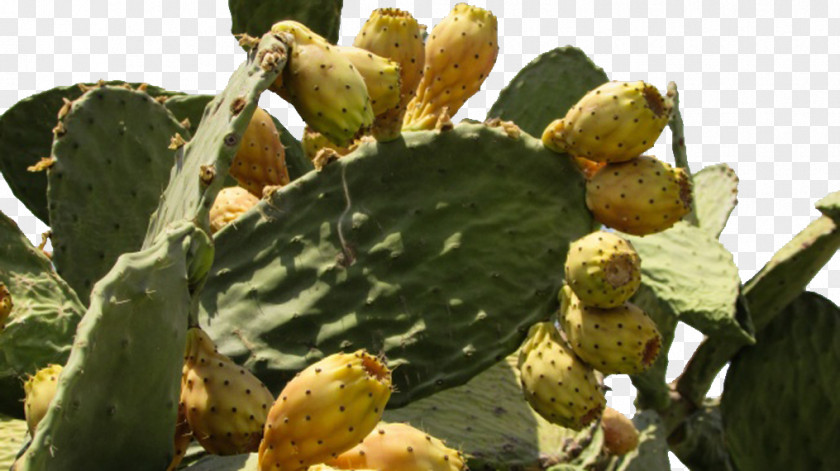 Prickly Cactus Barbary Fig Eastern Pear Cactaceae Thorns, Spines, And Prickles Plant PNG
