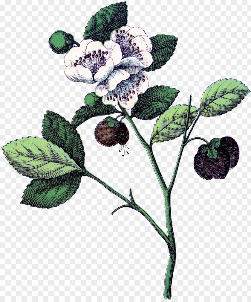 Strawberry Botanical Illustration Botany Flower Plant Anatomy PNG