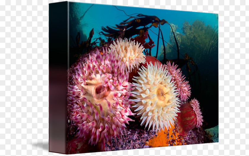 Anemone Coral Reef Marine Biology Sea Invertebrate PNG