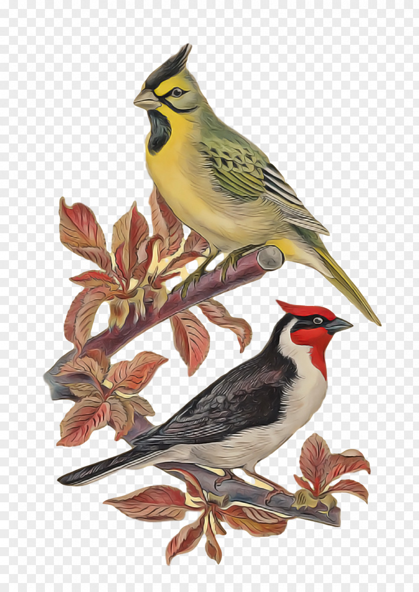 Birds Finches American Sparrows Lark Common Chaffinch PNG