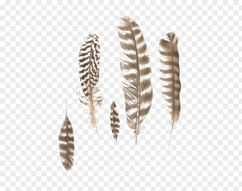 Creative Feather Pattern Material PNG