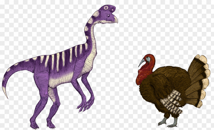 Feather Velociraptor Fauna Extinction Animal PNG