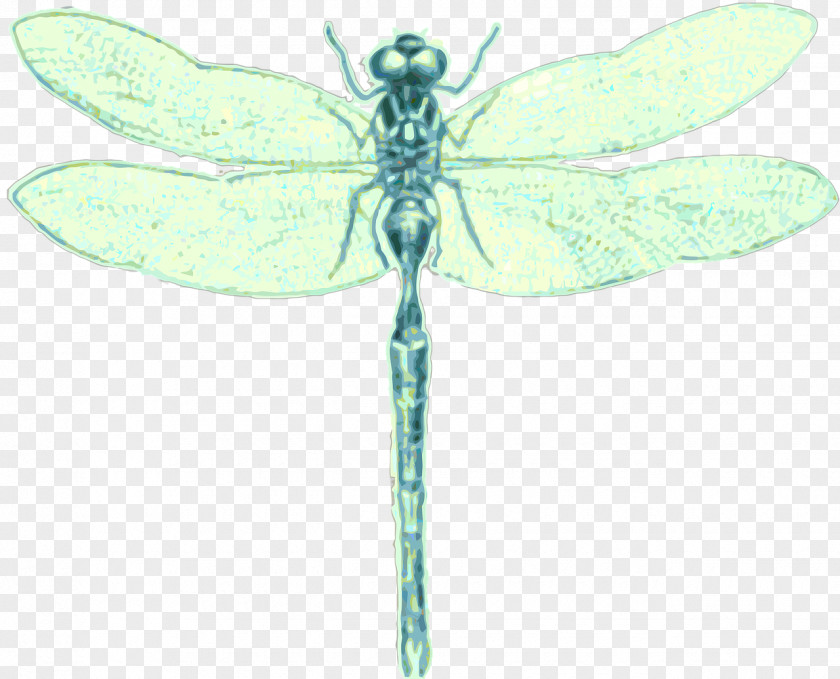 Fly Membranewinged Insect Dragonfly PNG
