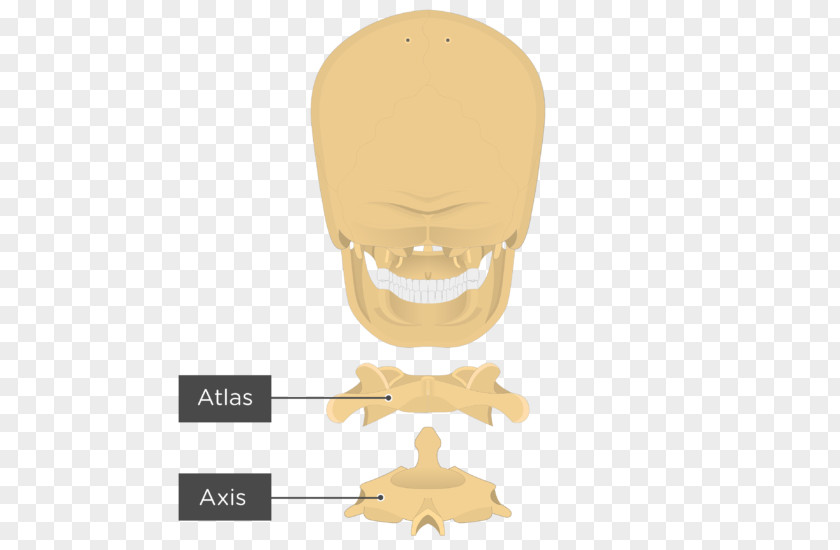 Nose Atlas Axis Bone Joint PNG