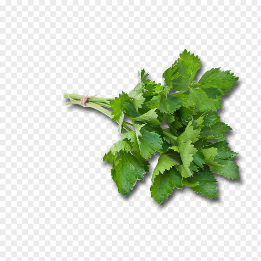 Vegetable Chervil Parsley Pianta Aromatica Omelette Herb PNG