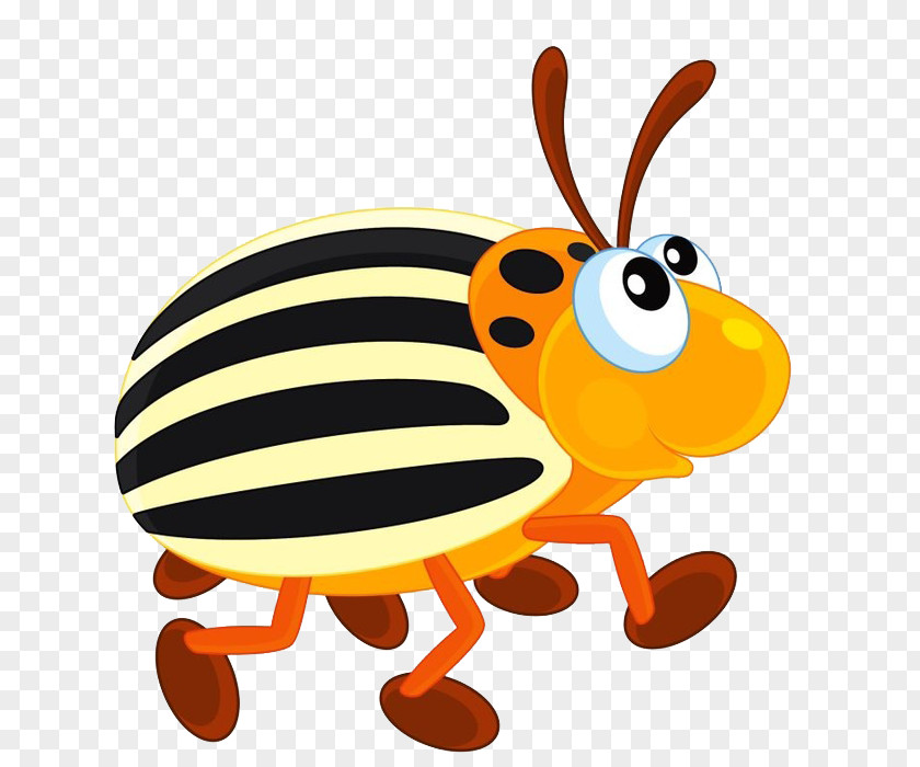 Beetle Colorado Potato Honey Bee Clip Art PNG