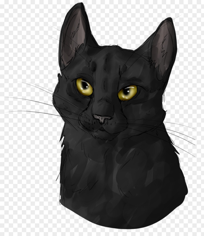 Black Cat Portrait Korat Chartreux American Wirehair Havana Brown Domestic Short-haired PNG