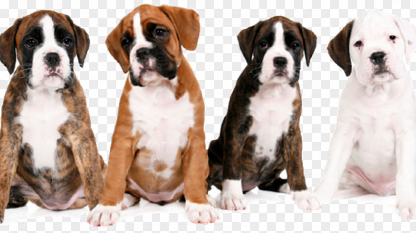 Chow Dog Valley Bulldog Boxer Breed Kennel Club PNG