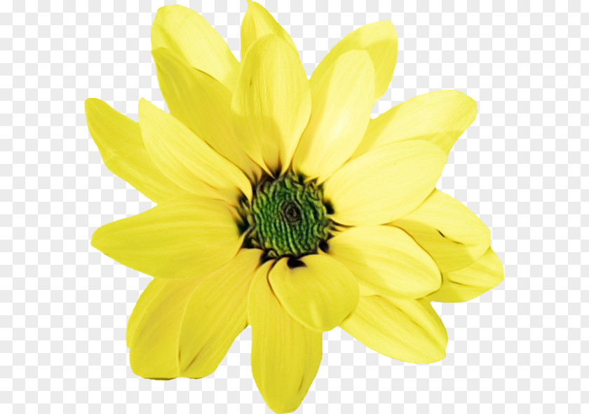 Chrysanthemum Annual Plant Cut Flowers Petal Yellow PNG