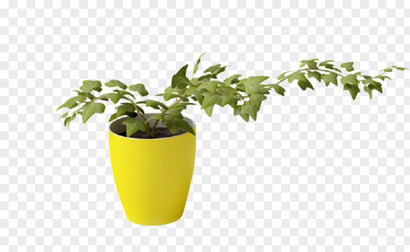 Health Pot Plant Vine 3D Modeling Vase PNG