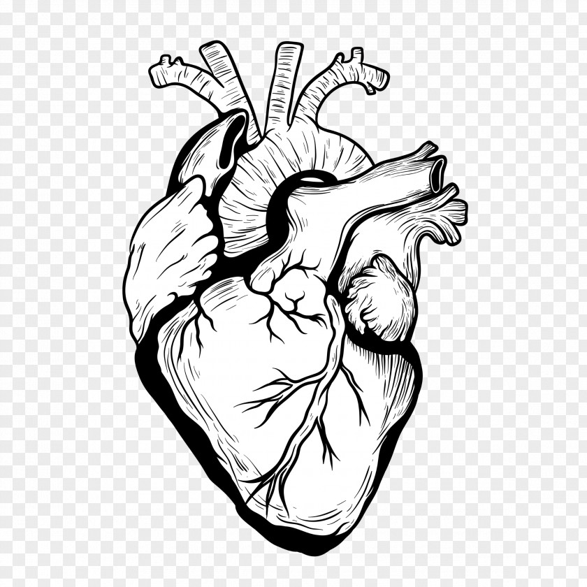 Heart Drawing Organ Designer PNG Designer, heart clipart PNG