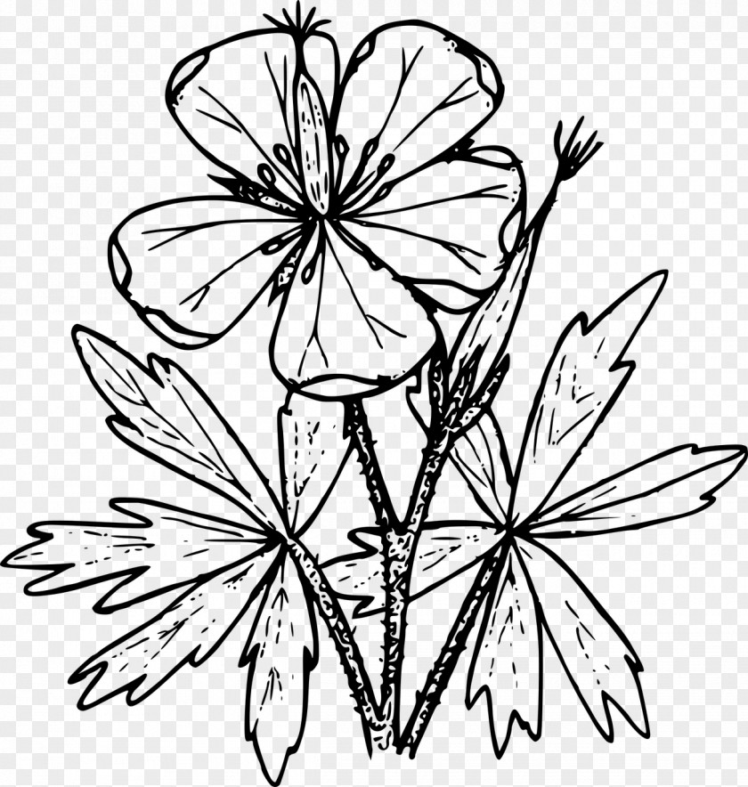Wild Flower Coloring Book Drawing Geranium Viscosissimum Clip Art PNG