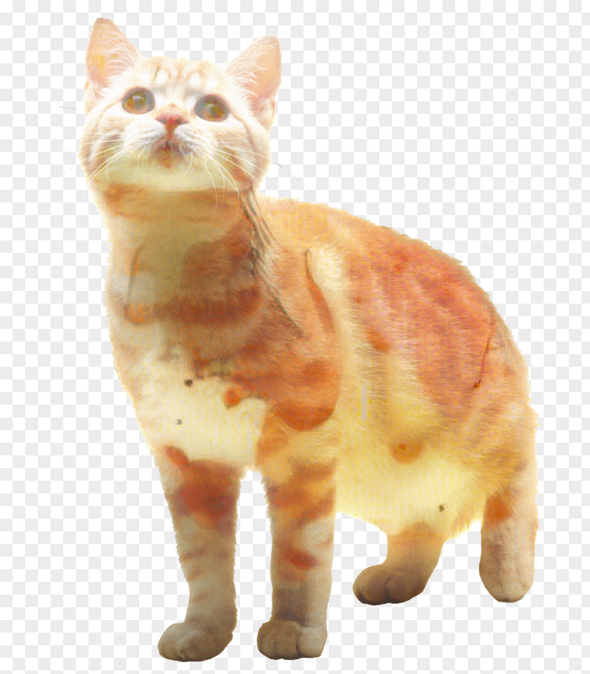 Cat Clip Art Transparency Image PNG
