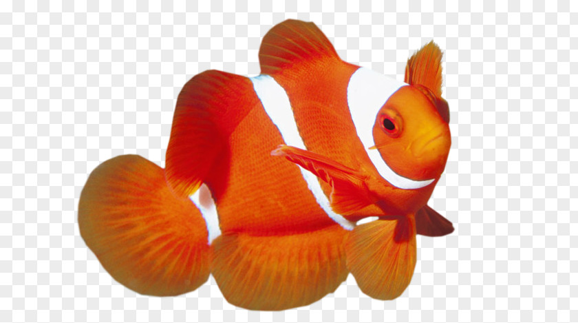 Fish Maroon Clownfish Ocellaris Red PNG