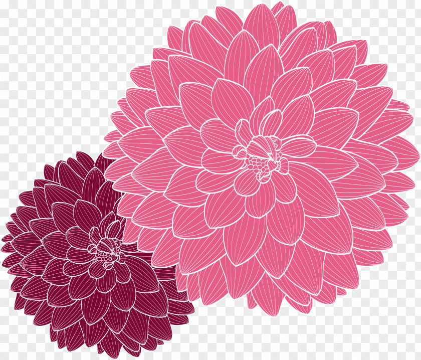 Hand Drawn Vector Chrysanthemum Decoration Flower Drawing Dahlia PNG