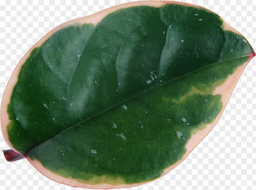 Leaf Illustration Design Plants Lily PNG