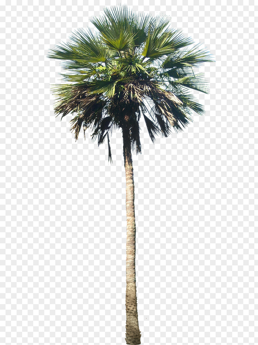 Palm Tree Washingtonia Robusta Arecaceae Plant PNG