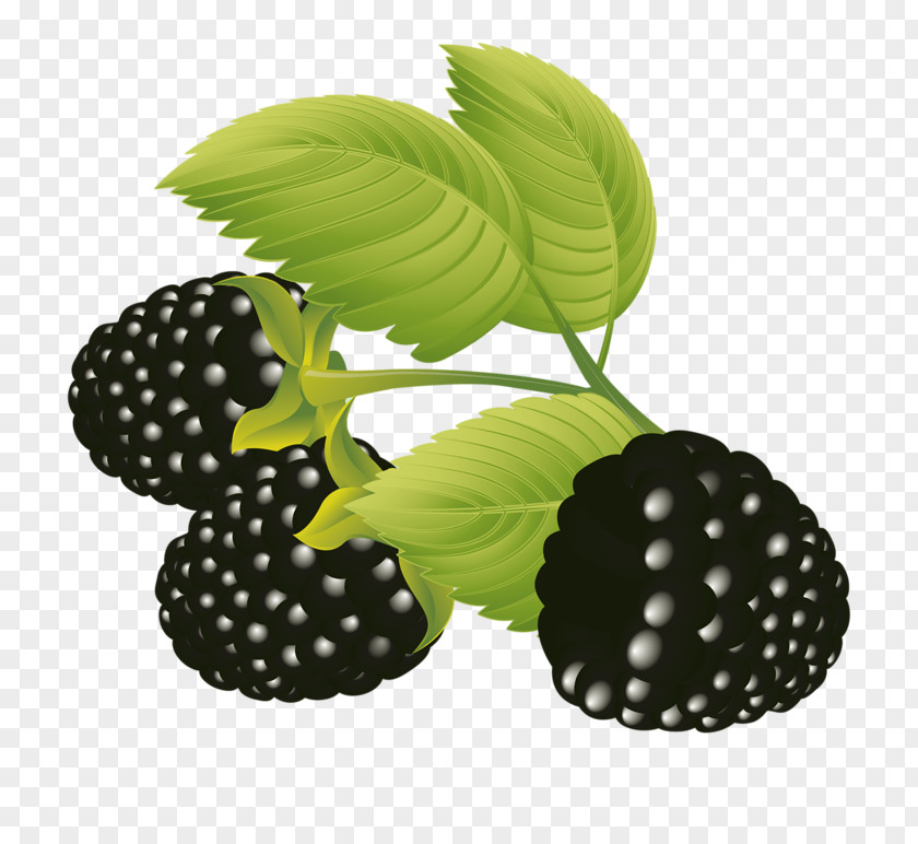 Raspberry Frutti Di Bosco Fruit Blackberry Clip Art PNG