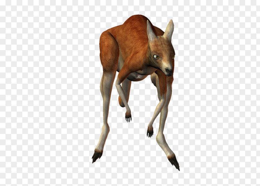 Vz Macropodidae Boxing Kangaroo Clip Art PNG