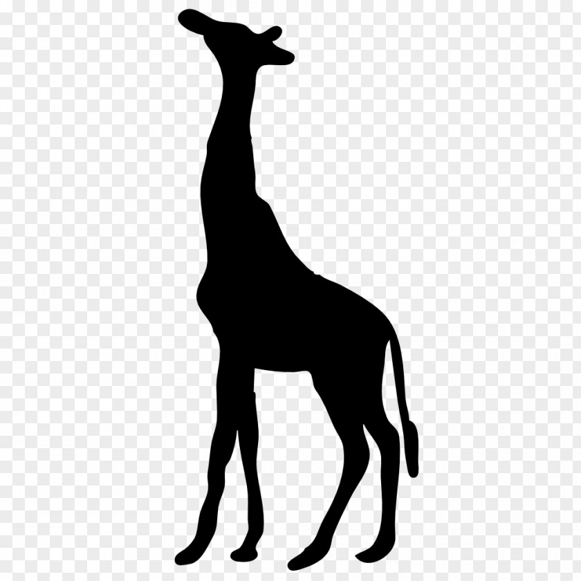 Animal Head Outline Giraff Giraffe Silhouette Clip Art PNG