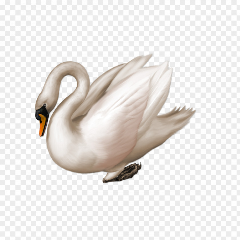 Animals White Swan Black Drawing Clip Art PNG