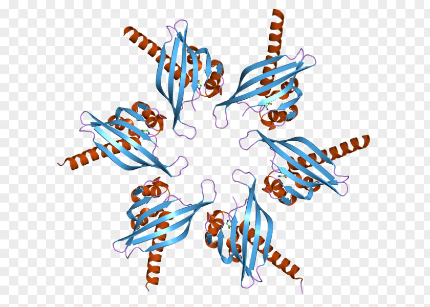 CAMK2G Ca2+/calmodulin-dependent Protein Kinase CAMK2B PNG